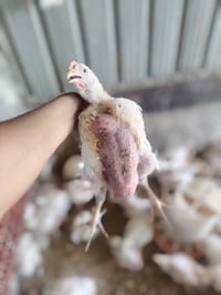 بلاش • موكب • إشارة