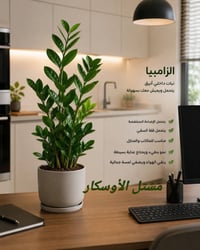 زامبيا • هولندي • توصيل النجف