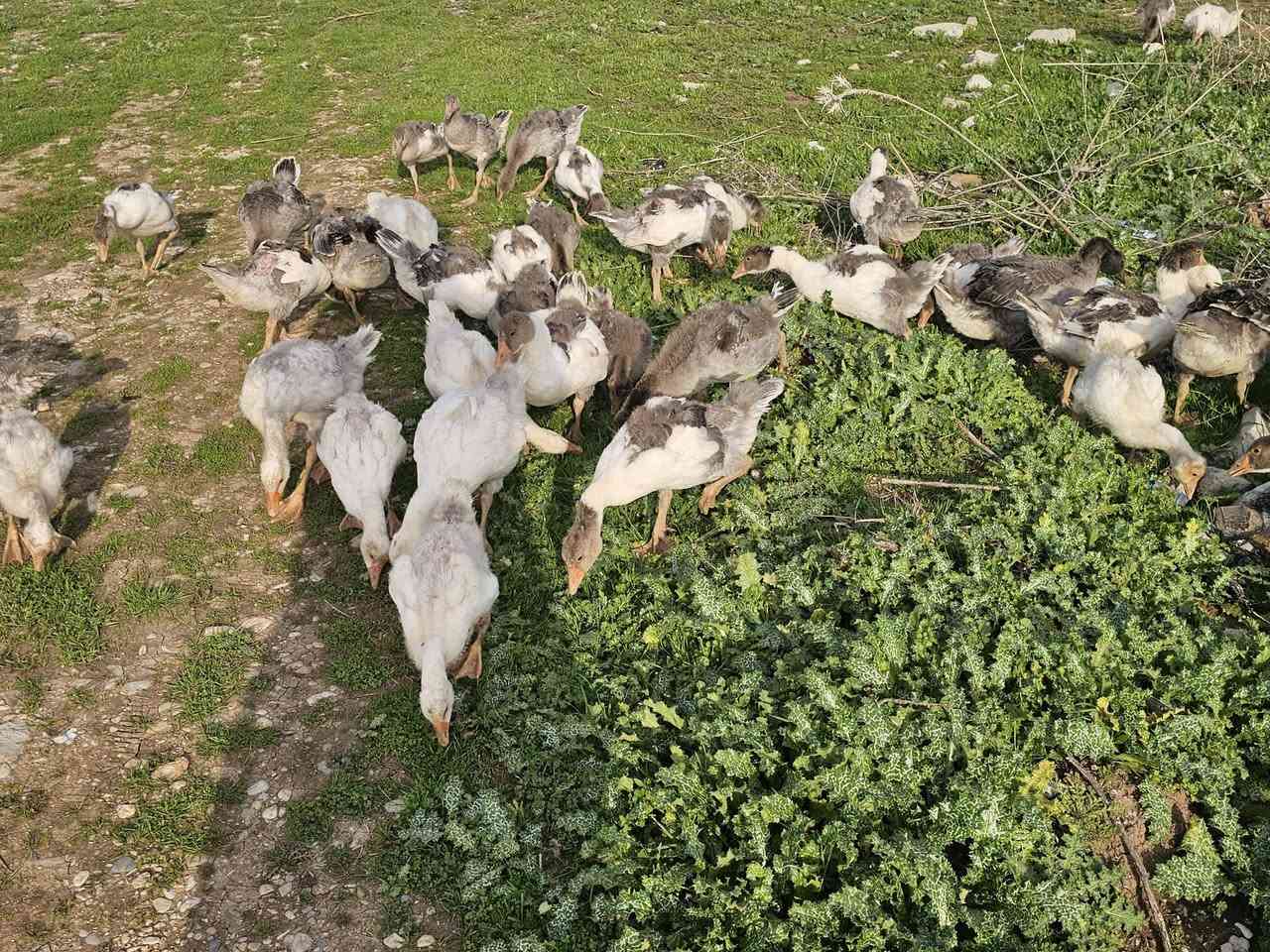 ٥٣باره قازي زرشام و دوره كو زؤر جوان تمنيان ١مانك بؤ٢مانك 
شوين شاره زوور هه له بجه ي تازه  
***********
***********
