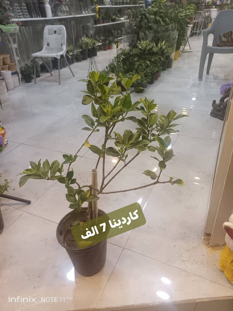 وجبة جديدة من النباتات الخارجية...الانبار الرمادي العزيزية مكان الجديد...من جهة شارع العام  شارع ميسلون خلف مجمع برج المسك اول فرع على اليمين *********** ... يوجد توصيل داخل الرمادي...

