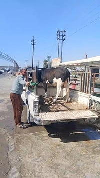 ذبح عجول • قوزي • المقداديه جسر مهروت