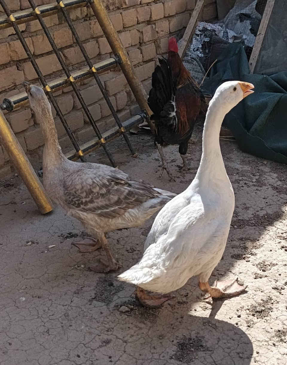 عندي زوج بطوط سعرهن ٤٠  وزوج ديوجه سعرهن ٣٠
وبلي ٢ سعره ٤٥ ومنفاخ يشتغل على جداحة السياره سعره ١٥
بطوط ٤٠
ديوجه ٣٠
بلي2   ٤٥
منفاخ  ١٥
***********

