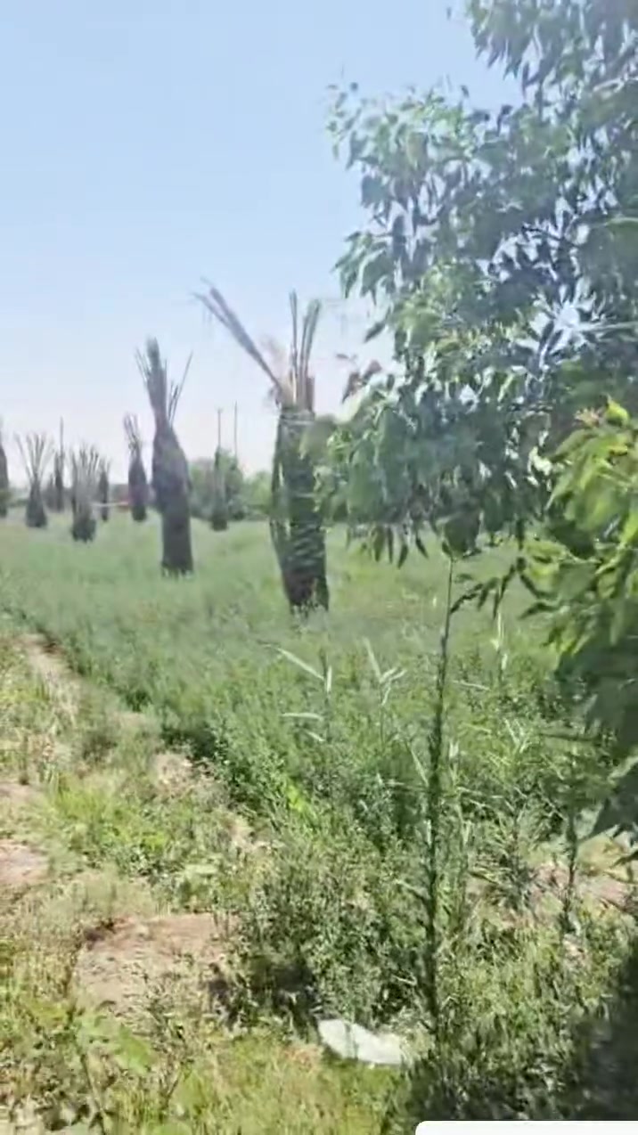 السلام عليكم آللهم صل على محمد وآل محمد 
دونم للبيع ركن   بغداد الجسر الفنرسي خدمات كامله  
المزرعه متصرف عليها دينار بيها برحي درجه أولا 
كراجات ٢ بيت ١٠٠ متر  فول بناء جديد  بيها بير  لواجها ٧٧ تقريبن ونزال ٣٨   الدونم ركن   ملاحظه المساحه اكثر من دونم
***********
***********
حجي عمار الشويلي  الشراي يتصل ممتواجد ع نت
