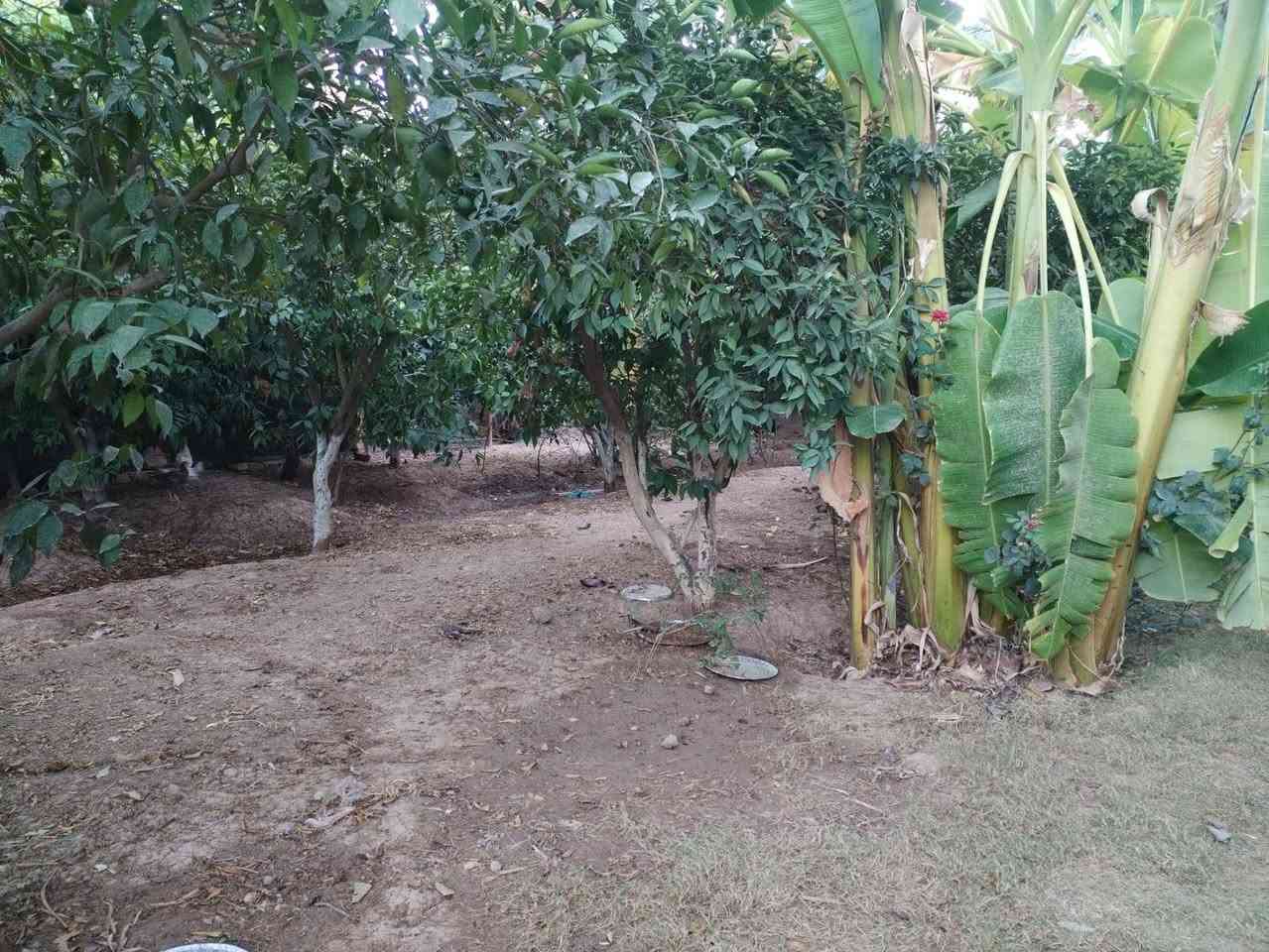 ♥♥ 🌷 😍 💚💚❤ ❤ 🌲🌲🏠🏠 مۡسَـ(🍀)ـاء الۣخـ(🌸)ـيۡݛ بيت البيع منطقت الراشديه الساده البحيات المساحه 625مترنوع العقار سند 25كلش قريب على الشارع العام الي يودي على بغداداكميره الفحامه الجلاعطه الجزيره السياحيه سعرالبيت 165مليون وبي مجال وتفاصيل الباقيه داخل الفيديو اخوكم محمدالنداوي بغدادالراشديه الستفسار ***********
