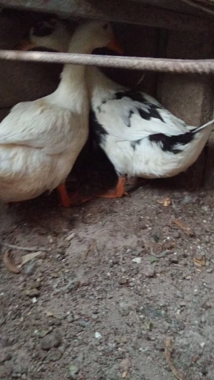 بشوش للبيع في ابي الخصيب ابو كوصرة للتواصل  ***********
