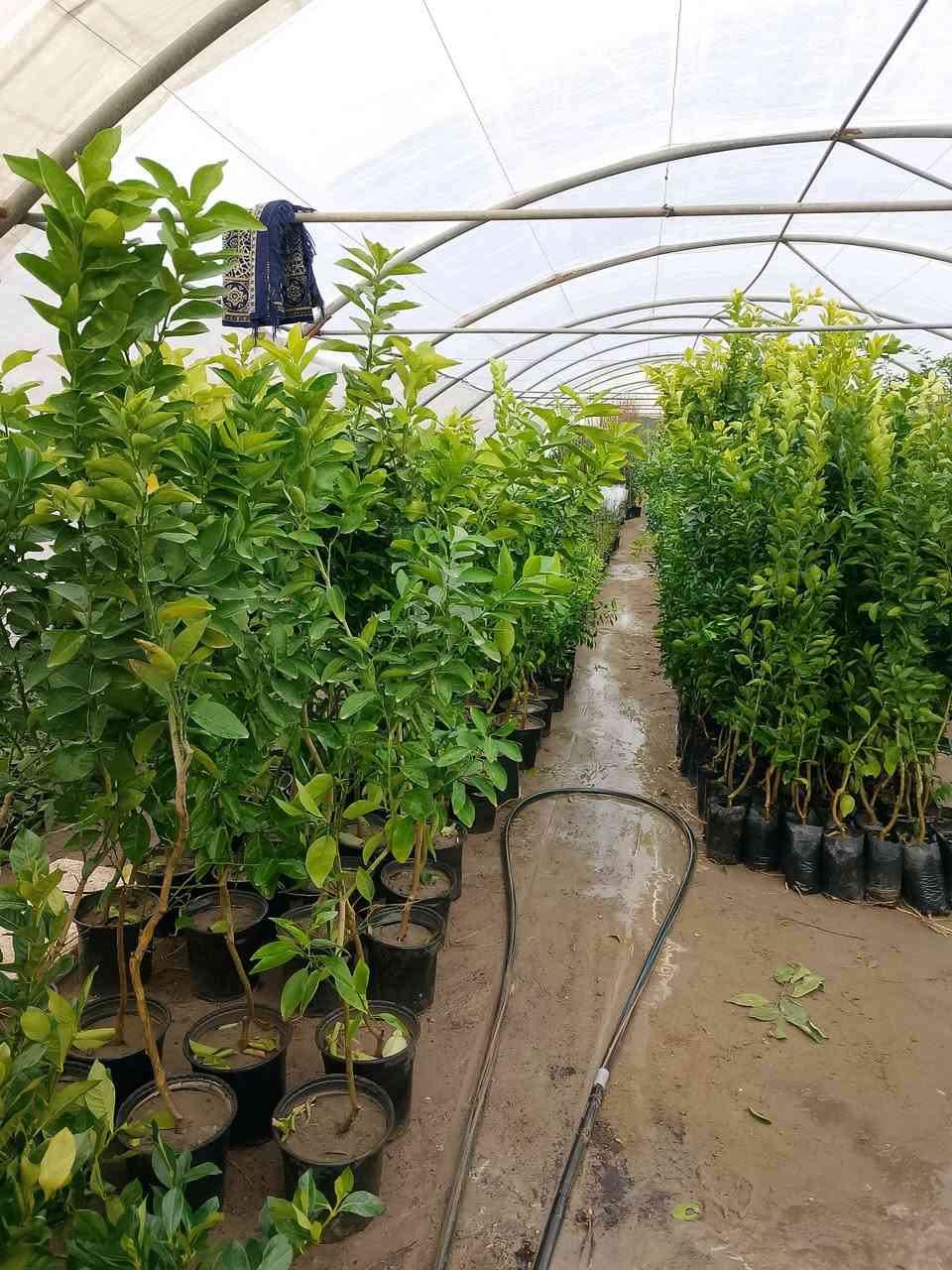 #علان_علان
وصول وجبه اشجار حمضيات ـ ورود- اشجار زينه
10/6/2026


**إذا كنت صاحب هذا الإعلان وتريد حذفه لأي سبب، رجاءا أرسل رسالة إلى الدعم الفني**