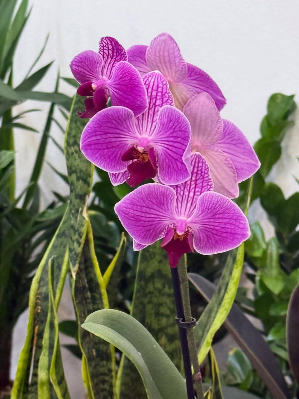 لمحبي النباتات الراقية ✨

وفرنالكم نبتة الأوركيد بألوانها الجميلة وأزهارها المميزة 🌸
نبات داخلي أنيق يضيف هدوء وجمال لأي زاوية بالبيت أو المكتب 🤍

الأوركيد من النباتات المحبة للإضاءة ويتميز بفترة إزهار جميلة مع عناية بسيطة 🌿

💰 السعر : 10 آلاف فقط

📍 الموصل - حي الرفاعي
📞 ***********

🚴‍♀️ تتوفر خدمة التوصيل داخل الموصل ايمن ٣
الأيسر ٤
#اكسبلور_فولو #اكسبلورر #اكسبلور #اكسباور_فلو_لايك #نباتات

