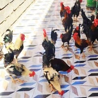 ديوجة كويتية • كمية مفتوحة • المقدادية جسر مهروت