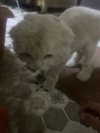 قط ذكر • من الشارع • مقلم اظافر