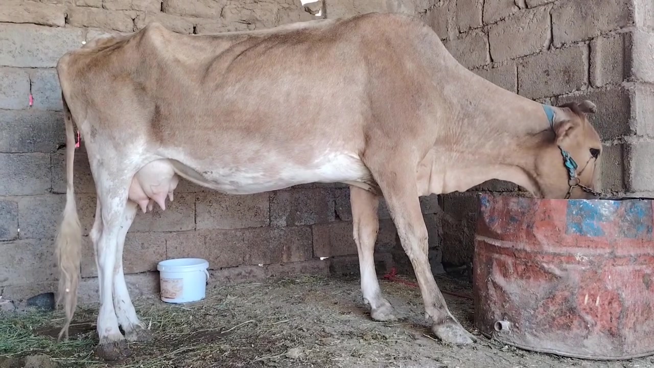 بكره لجبه حليب ماشاء الله مصرفه شهر ونص مال جناي للبيع السعر مليون و 450)يرهم مراوس بحلال يوجد توصيل حسب التفاق المكان سديره سفلئ)


**إذا كنت صاحب هذا الإعلان وتريد حذفه لأي سبب، رجاءا أرسل رسالة إلى الدعم الفني**