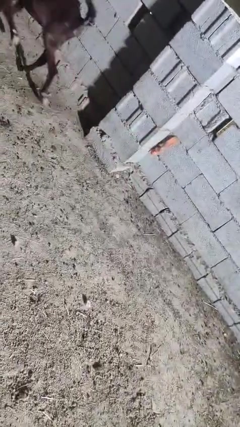 يالله سلام عليكم اخوان صخول العدد ثلاثه وحده وراها توم كشاتير سمان وخشنات وحده وراها معبره وحده اولاد شهر كلهن حلوات ومخيارات الي يريدهن هسا يتواصل وياي المكان واسط الشحيميه قريه 10
*********** 
يالله سلام عليكم اخوان صخول العدد ثلاثه وحده وراها توم كشاتير سمان وخشنات وحده وراها معبره وحده اولاد شهر كلهن حلوات ومخيارات الي يريدهن هسا يتواصل وياي المكان واسط الشحيميه قريه 10

