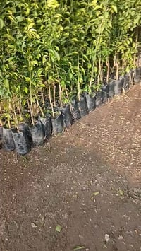 مشتل الزهور • حي ميسان • مصرف الدم