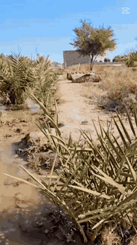 #دونمين مساحة زراعية ممتازة واصل ماي مشروع وأسالة مزروع 3نخله و15سدرة ...