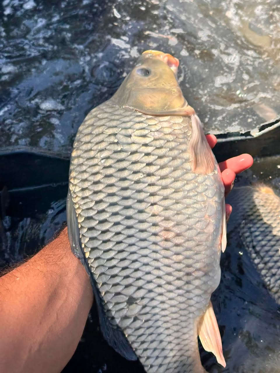 يوجد سمك للبيع متواجدين قري سيطره حي المزرعه سعر كيلو 5ونص
ملاحظة يوجد لدينا كافه الاوزان استفسار او حجز اتصل ***********

‭***********‬
