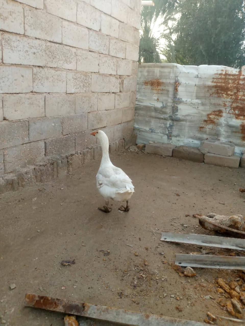 فحل بط البيع ٢٥ مكان مشخاب


**إذا كنت صاحب هذا الإعلان وتريد حذفه لأي سبب، رجاءا أرسل رسالة إلى الدعم الفني**