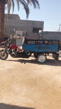 ستوته • بدون أوراق • زنكوره