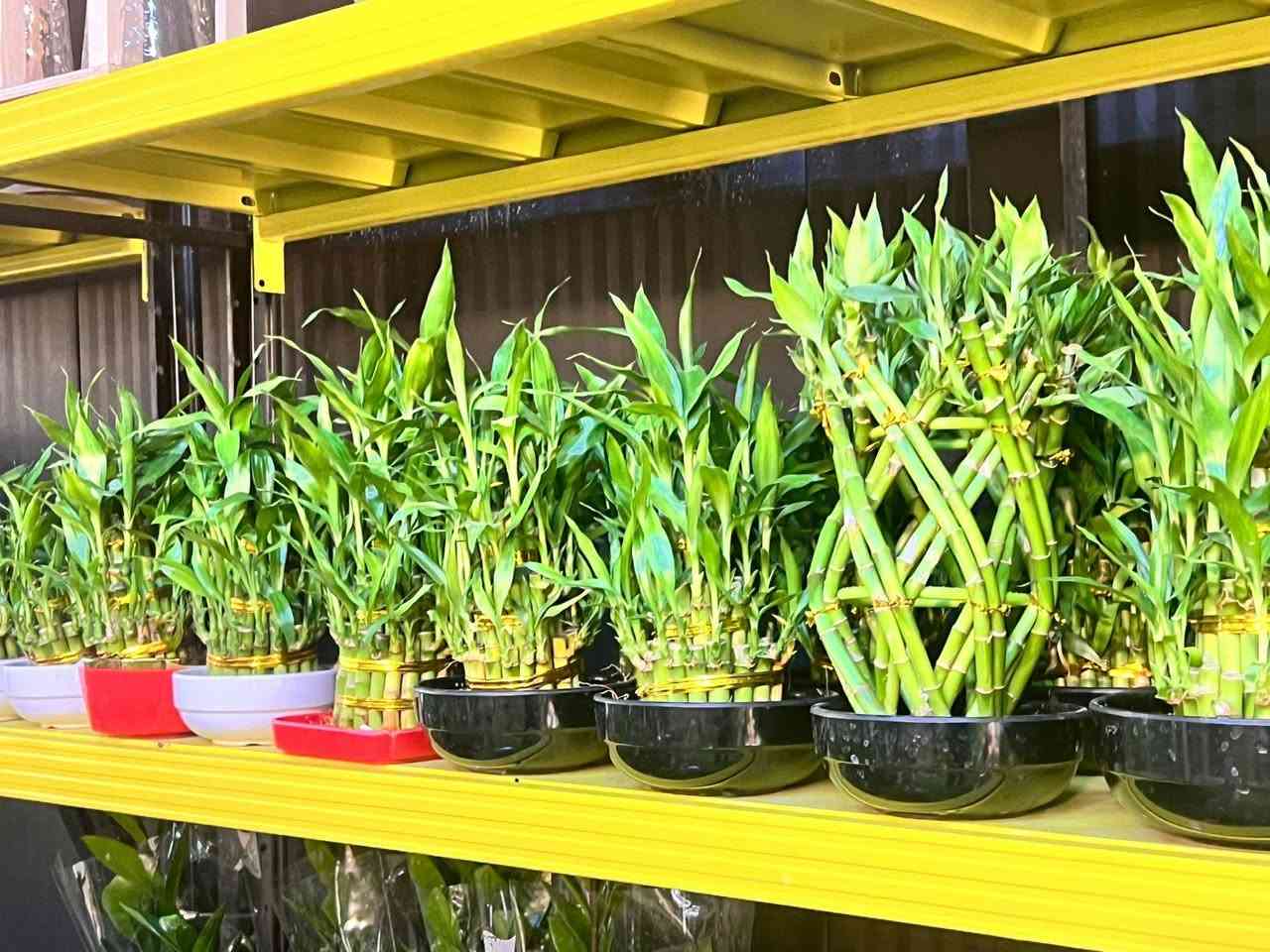 من مشتل البيجية.. الطبيعة بين يديك! 🌸🌵
لا تكتمل أناقة منزلك إلا بلمسة خضراء. تشكيلة مميزة من النباتات المنزلية والزهور العطرية بانتظارك في المنصور.
📍 تجدونا في:قرب براند اوتليت،البيجية، الكرخ، بغداد.
📞 للطلب والاستفسار: ***********
#مشتل_البيجية #نباتات_منزلية #جمال_الطبيعة #بغداد #المنصور
