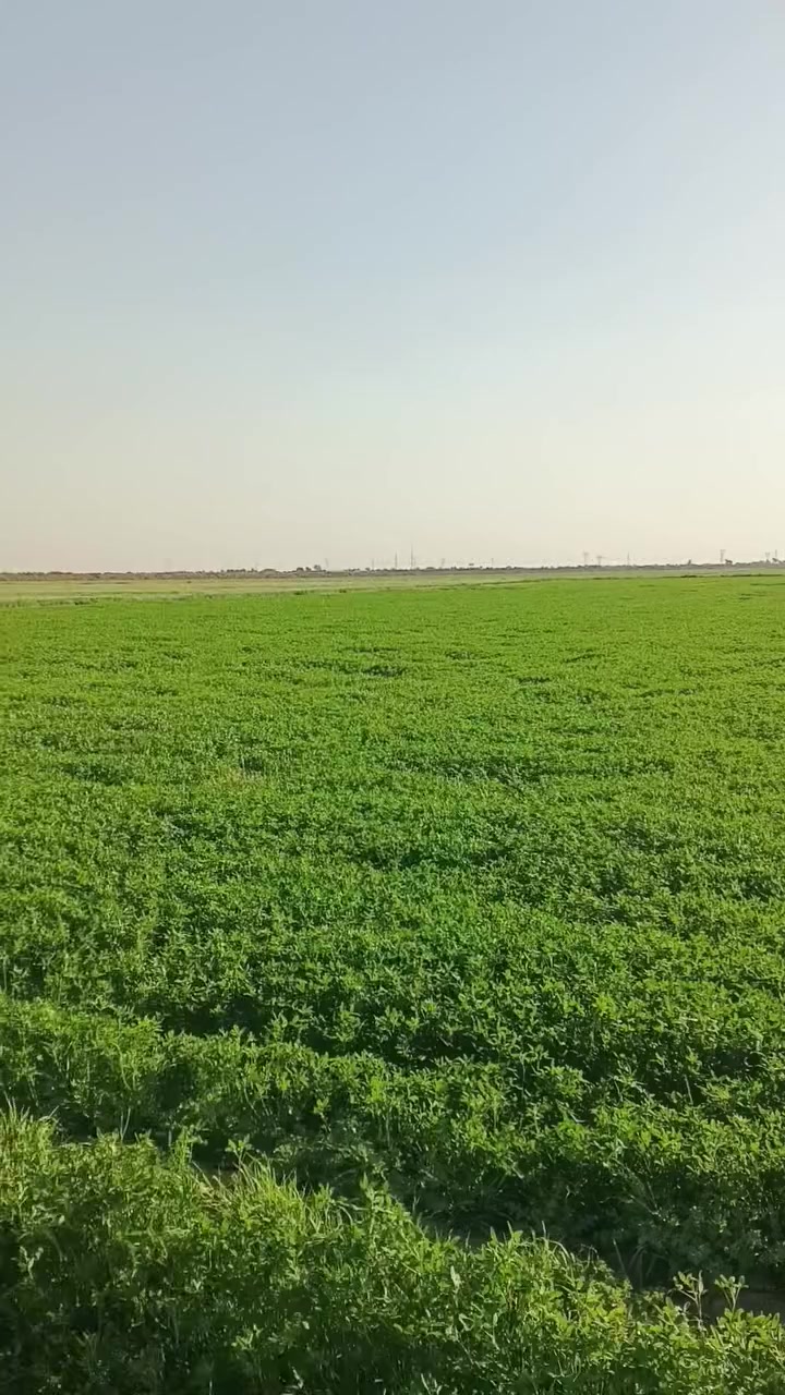 سلام عليكم برسيم ضمان 30دونم مكاني واسط الدبوني الرقم ***********
