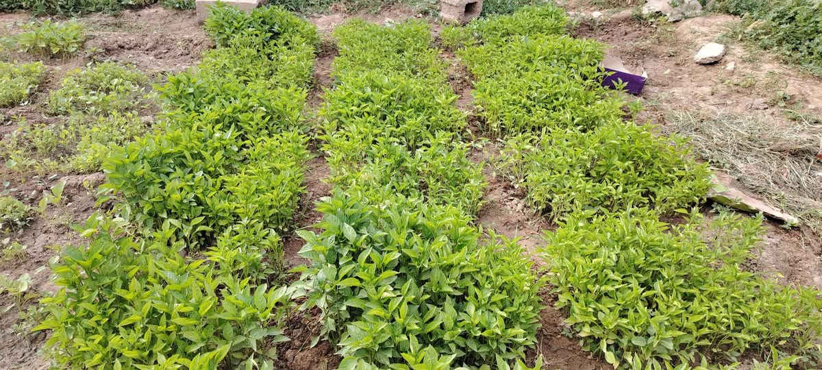 يوجد شتال للبيع
فلفل وبيذنجان وطماطه
اللوح ب5000 الاف
الحويجه حي 8شباط
الرقم ***********
***********
