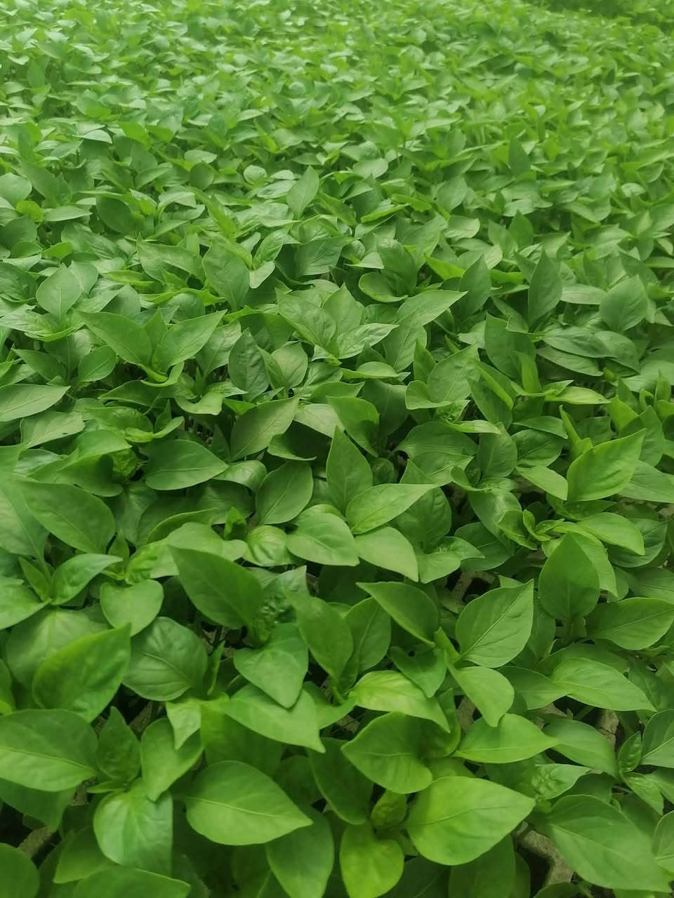 يوجد جميع انواع الدايات جمله ومفرد
  باذنجان 🍆 
طماطه🍅
فلفل بارد🫑
 فلفل حار 🌶️
يوجد توصيل للكميات فقط 
الموقع بابل الحله


**إذا كنت صاحب هذا الإعلان وتريد حذفه لأي سبب، رجاءا أرسل رسالة إلى الدعم الفني**