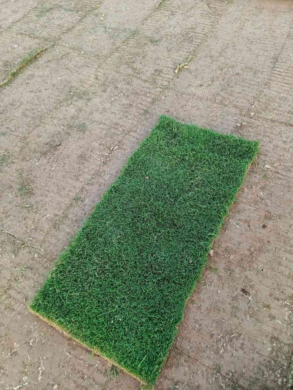 الثيل الهندي درجه الأولى
للحجز الاتصال او المراسلة على الواتساب على الارقام : 

*********** اتصال 

محافظات العراق توصيل
