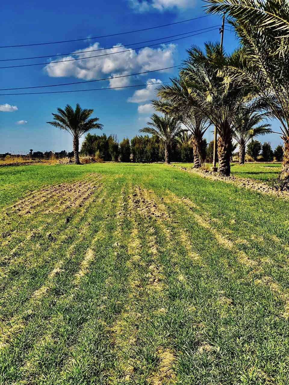 بستان مساحه١٠دونم متوفر ماء وكهرباء وشارع لاستفسار ***********
