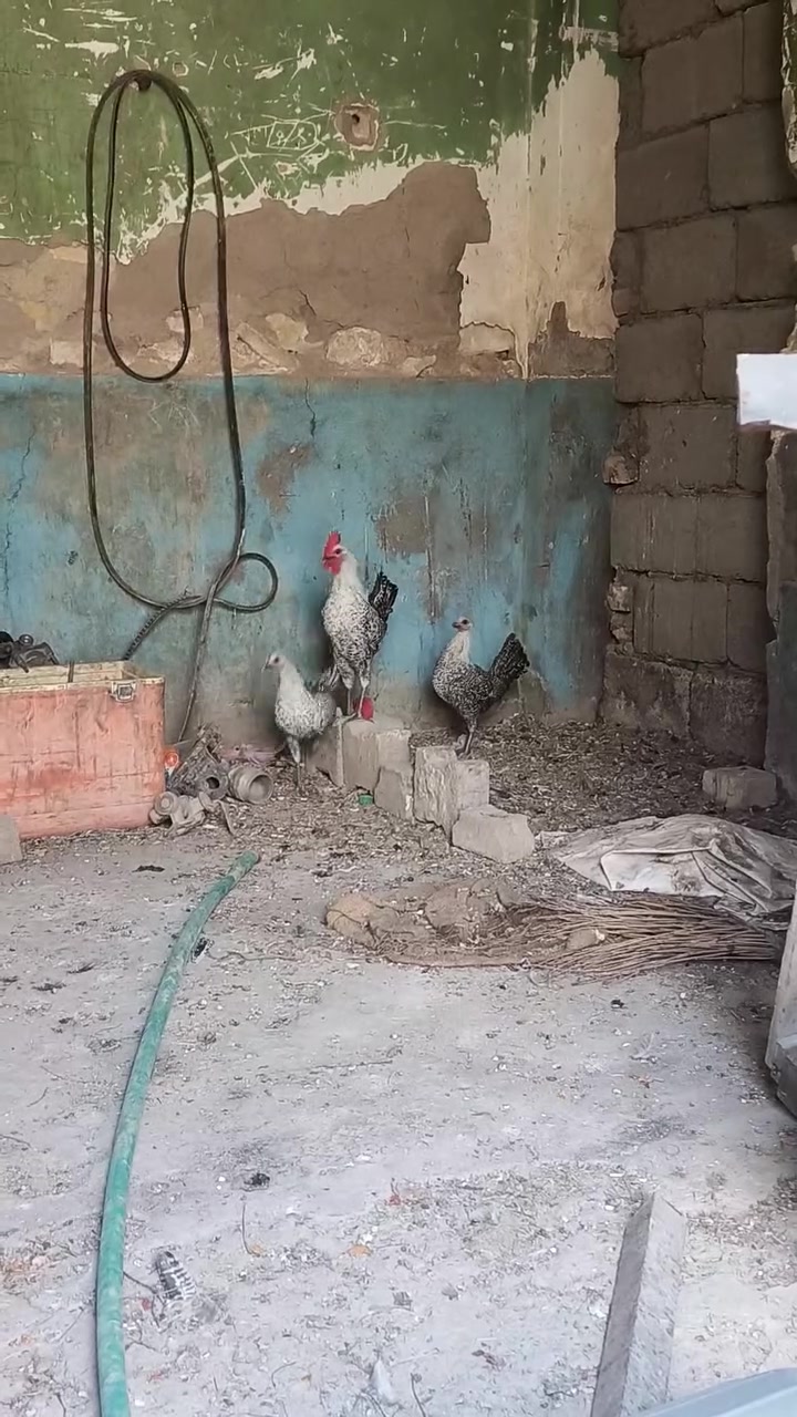 متاح سيت فيوم للبيع سعر خاص مكان خالدية


**إذا كنت صاحب هذا الإعلان وتريد حذفه لأي سبب، رجاءا أرسل رسالة إلى الدعم الفني**