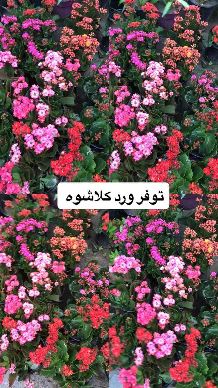 اللهم صلي وسلم على سيدنا محمد وعلى اله وصحبة وسلم تسليما.
توفر عدنا انواع مـٰن  الورود المختلفه و مبيدات والمنشطات والبتموس 🤍

العنوان : بغداد /سلمان باك / قرب جامع سعد /شارع الحدادين 🤍

سوينا لكم بيج على برنامج الإنستقرام لكي نجاوب على اسئلتكم المتنوعه 

اسم البيج : بيج مشتل ابو علي الفراجي 

يوزر البيج: l0.33.m

رابط البيج:https://www.instagram.com/l0.33.m?igsh=bGZmMGw4bTN2ODZw

مشتل ابو علي الفراجي يرحب بالجميع 🤍


**إذا كنت صاحب هذا الإعلان وتريد حذفه لأي سبب، رجاءا أرسل رسالة إلى الدعم الفني**