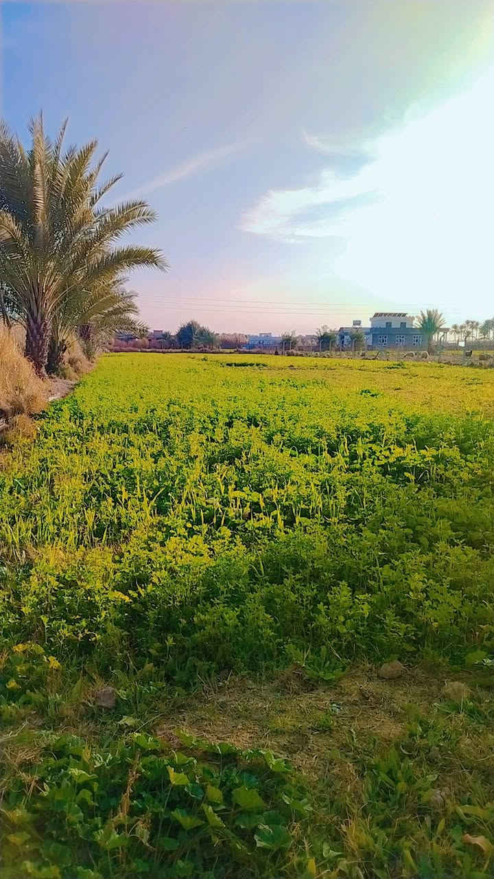 اسلام وعليكم للبيع ارض زراعيه ثنين دونم مع بيت المساح 400 متر العنوان جبله منطقه الحيدري مجاور ثانويه الحيدري للاستفسار الاتصال على الرقم ***********
