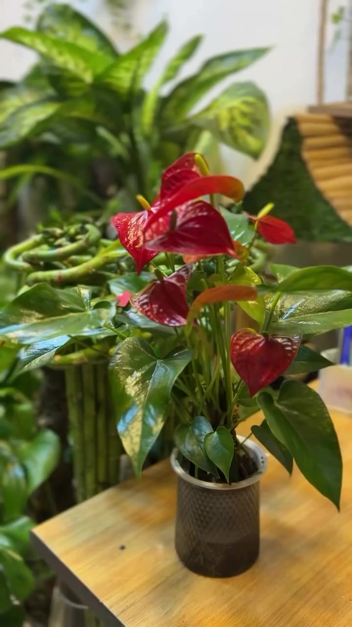 يتوفر لدينا جميع النباتات الهولندية 🌿
راح نعرضها إلكم بالفيديو حتى تقدرون تشوفونها بوضوح وتختارون النباتات اللي تعجبكم.

للطلب أو الاستفسار عن الأسعار، تواصلوا ويانا على الخاص 📩

ملاحظة مهمة:
الاستشارات المجانية تكون داخل المحل حصراً.
نظراً للزخم الكبير ووصول مئات الرسائل يومياً، يتعذر علينا الرد على جميع استشارات الخاص.

حتى نكدر نخدمكم بالشكل الصحيح ونطيكم نصائح أدق، نرحب بيكم بالمحل والاستشارة مجانية للجميع 🤍#موصل #اكسبلور_فولو #موصل_بغداد_اربيل_بصره_سليمانيه_كركروك_العراق_عراق #اكسبلور_2020


**إذا كنت صاحب هذا الإعلان وتريد حذفه لأي سبب، رجاءا أرسل رسالة إلى الدعم الفني**