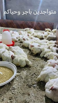 دجاج طازج • مجزرة سعيد • تنظيف وتقطيع