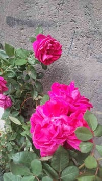 ورد جوري • عدد محدود • توصيل السماوه