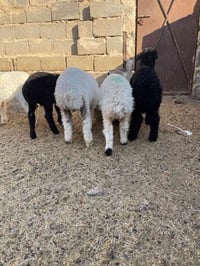 طلي فحل1وفطايم نثايات 4 شلع (905) قفل توصيل مجاني ٠٧٨٤٧٧٥٨٨١٦ واتساب ف...