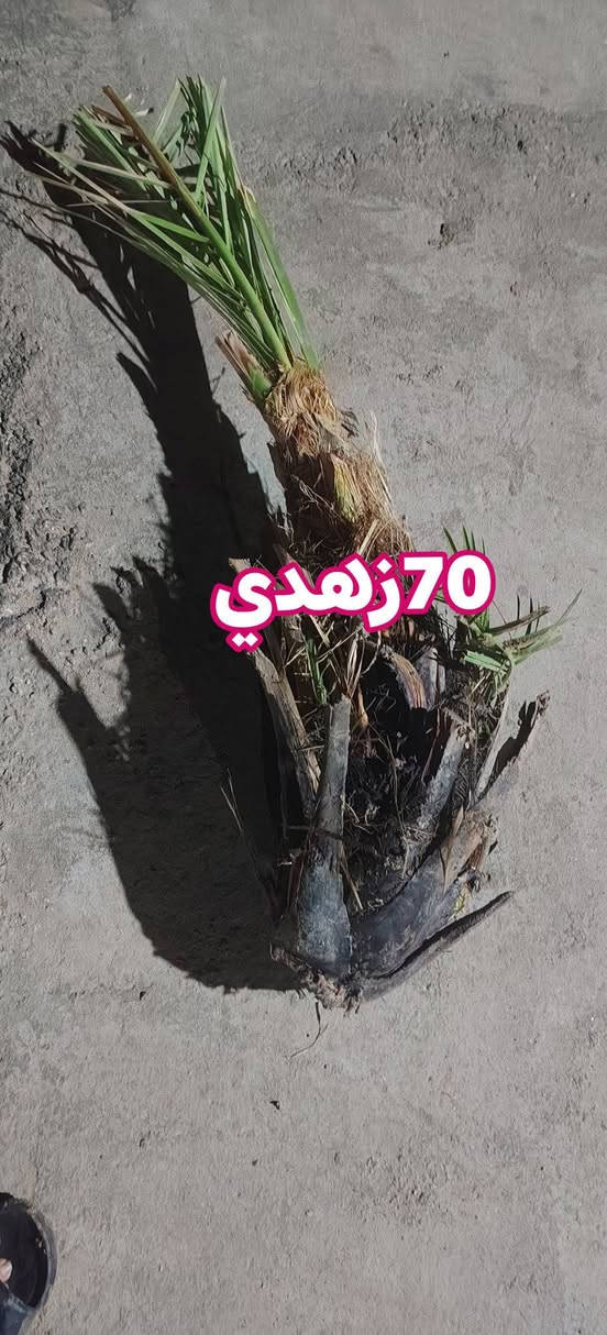 50تاله شكر و70زهدي و20خضراوي مجاني بس افلوس شلاعهن 2000 الي يريد بس يراسلني حت نشلعهن ويجي ياخذه  العنوان الرميثه ال سيد حسون قرب المسبح الاولمبي


**إذا كنت صاحب هذا الإعلان وتريد حذفه لأي سبب، رجاءا أرسل رسالة إلى الدعم الفني**