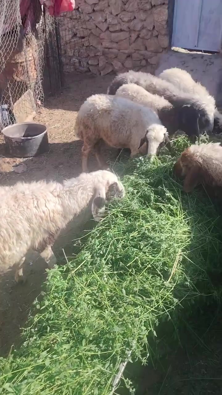 اعاده نشر بسبب لوعود لكاذبه 
14نعجه مال حنيه كلهه سن و شطر واغلبيتهه ثنايه 
غنم خشنه درجى اولى شرط نصاح وسن وشطر 
سعر زوج 825وبي مجال للشراي 
مكان حديثه رفاعي اي ستفسار اتصل اوخاص 
***********

