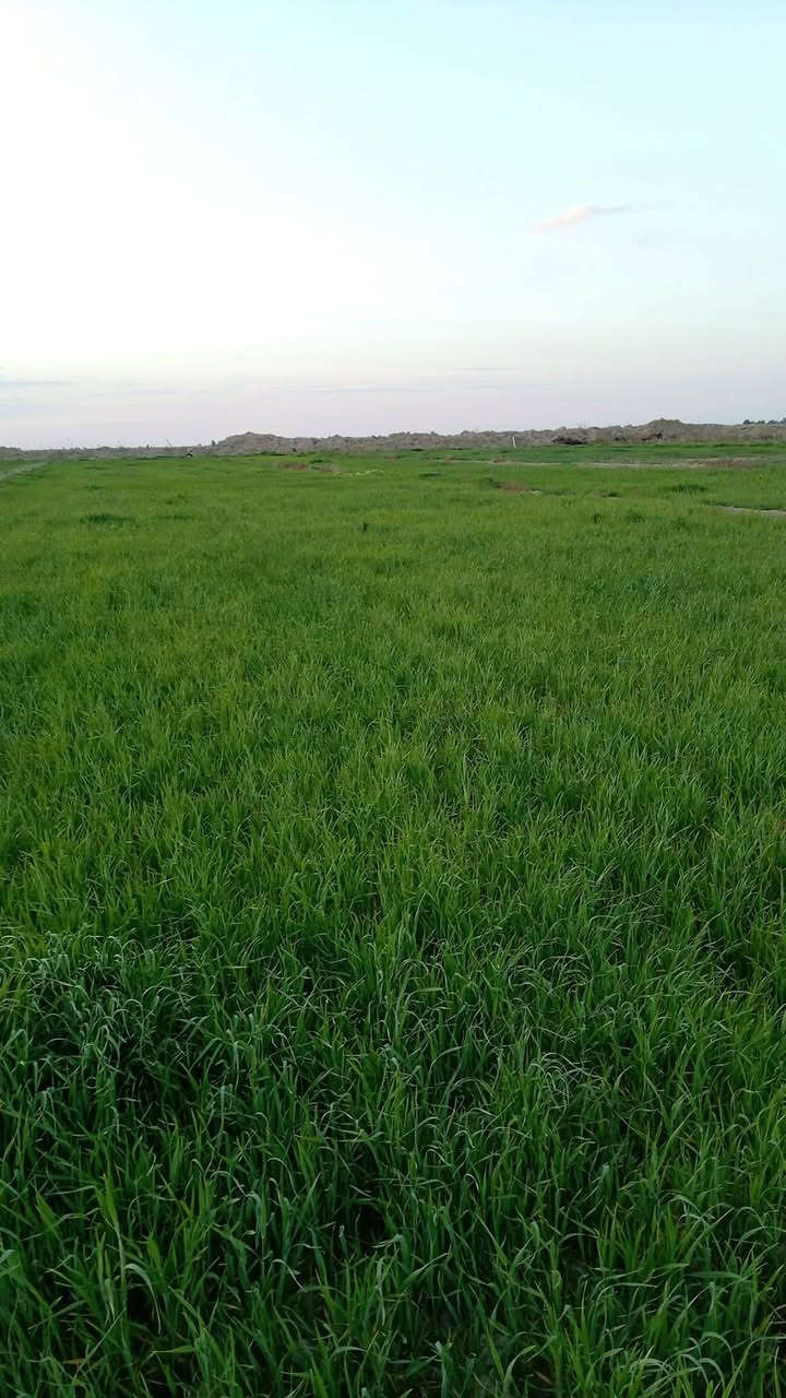 شروه البيع 16 دونم تصال على هاذه رقم ***********
