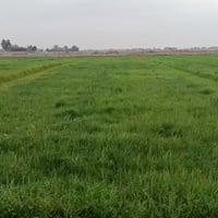 ١٤ دونم • أرض شعير • بابل ناحية النيل