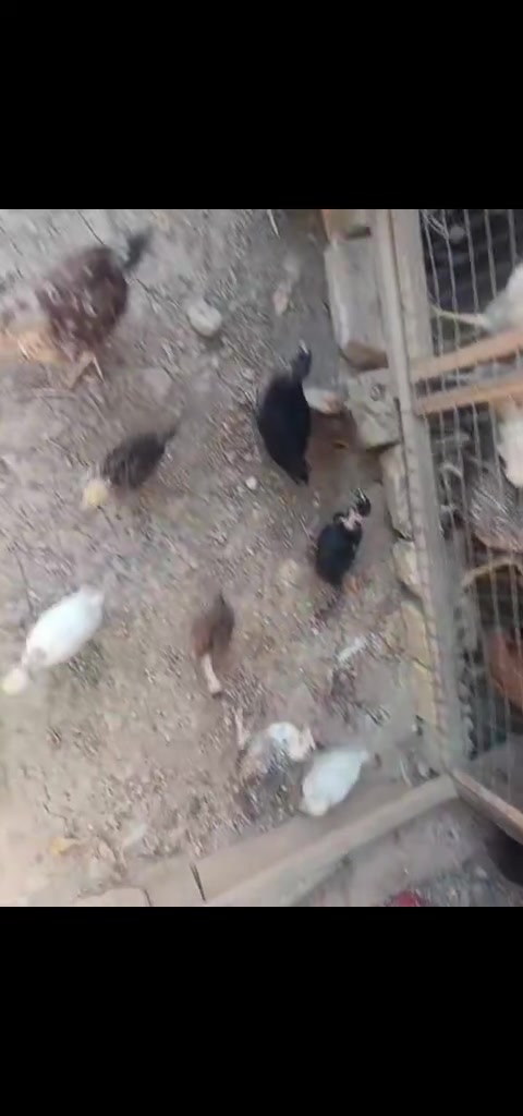كتاكيت عمر شهر ونص للبيع


**إذا كنت صاحب هذا الإعلان وتريد حذفه لأي سبب، رجاءا أرسل رسالة إلى الدعم الفني**