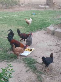 ٤ دجاج بياض • ٣ ديوك