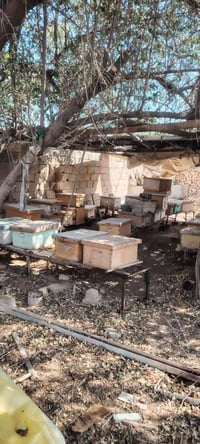 خلايا نحل • ١٧٥ خلية • المحمدي