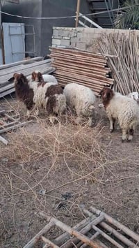 ذكر ١ نثايه ٤ سمان شرط الصحاء مال بيت  رقم الهاتف...07741242172