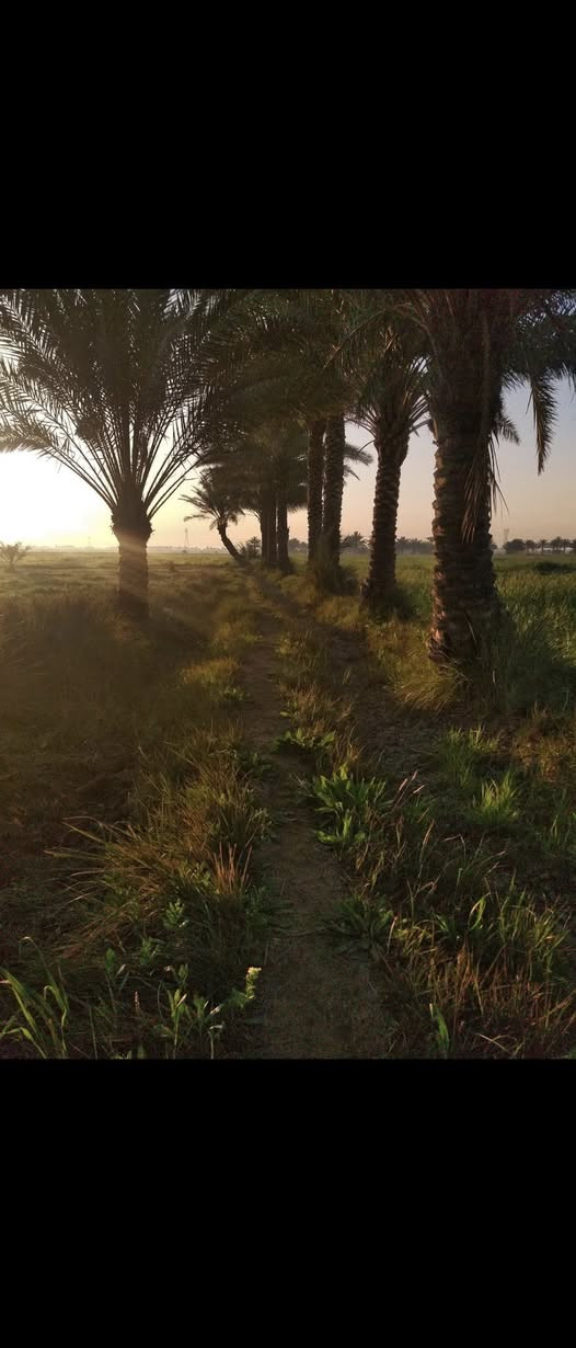 🔥 فرصة ذهبية نادرة في أبو غريب – السميلات 🔥
🔰 للبيع عقارين + بستان نخيل مميز جداً

✨ 1 – أرض مساحتها دونمين

موقع استراتيجي في السميلات – أبو غريب

سند 25 رسمي

الوصول للمنصور بحدود نص ساعة فقط

منطقة في توسّع وارتفاع سعر… استثمار مضمون 100%

✨ 2 – بستان نخيل مساحة 2 دونم

يحتوي على 80 نخلة مثمرة

موقع راقي وهادئ، صالح للزراعة أو بناء استراحة

طبيعة الأرض تساعد على الإنتاج وتعتبر فرصة ربح ممتازة

💥 السعر خاص جداً وما ينذكر هنا
لأن البيع للجاد فقط… وأكو مجال بسيط للمفاهمة.

📞 للتواصل: ***********
