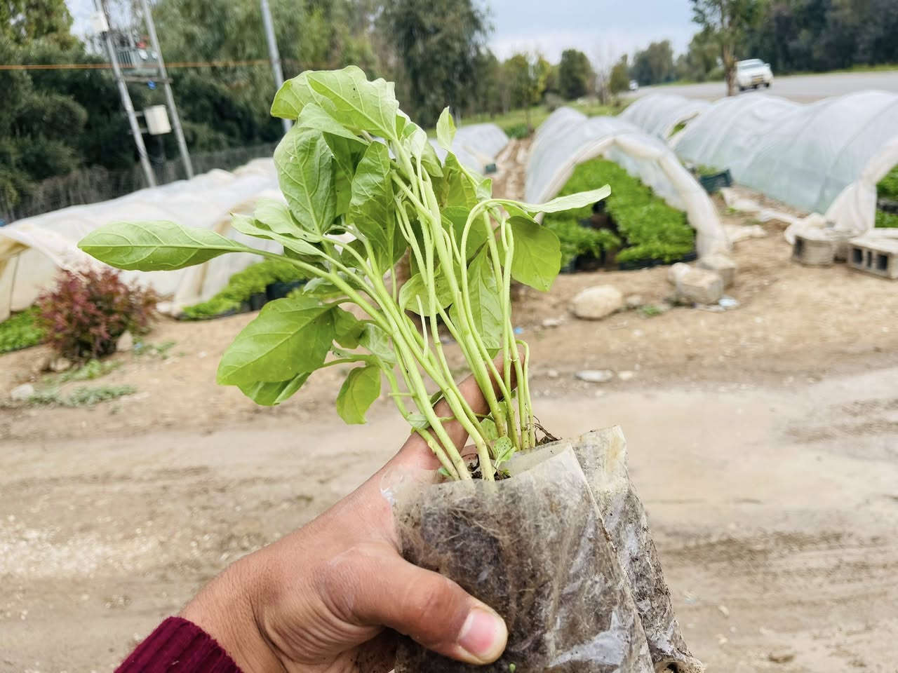 ماشااللە بەناوی خوای گەورە  بۆ دوكانە زراعیەكان 
مشتل حسن عوزێر لە كەلار  (***********)
لەهەفتەی داهاتوەوە هەمو جۆرە شەتلێكی وەرزیمان لادەس دەكەوێت بە (هەرزان ترین نرخ)
وەك (بیبەر تون وشرین باینجانی رەقەم یەك بامێی چل شەوە بامێی خر كولەكە و خەیار بەهەمو جۆرەكانیەوە  تەماتە بەهەمو جۆرەكانیەوە )
گەیاندنمان هەیە لەكەلار هەتاكو هەولێر بەهەمو شارەكانەوە 
تب گەیاندنەكان خۆمان دەیكەین 
هەمو شەتلەكان بەشەرت دەیدەین  ….
