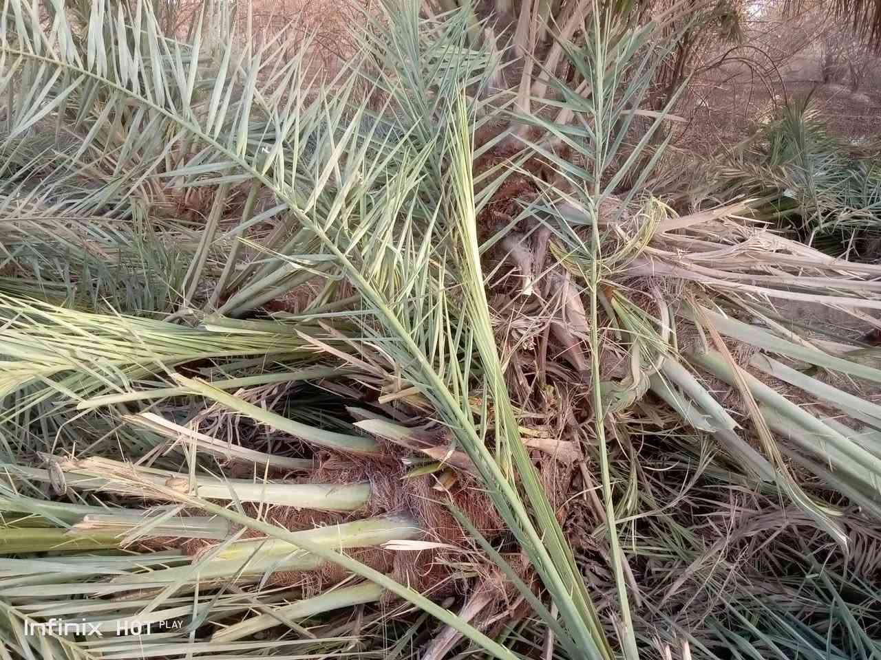 يوجد فسائل زهدي وخسته للبيع مثل الي بالصوره حجم من دبة الغاز وانته صاعد السعر 7الاف والي يريد كميه نداريه 

***********
