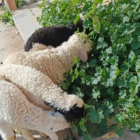 طليان وفطايم • ٤ بالكل • مقابل سبايكر