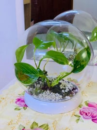 دوارق تيراريوم • تيراريوم مغلق • ديكور نباتي