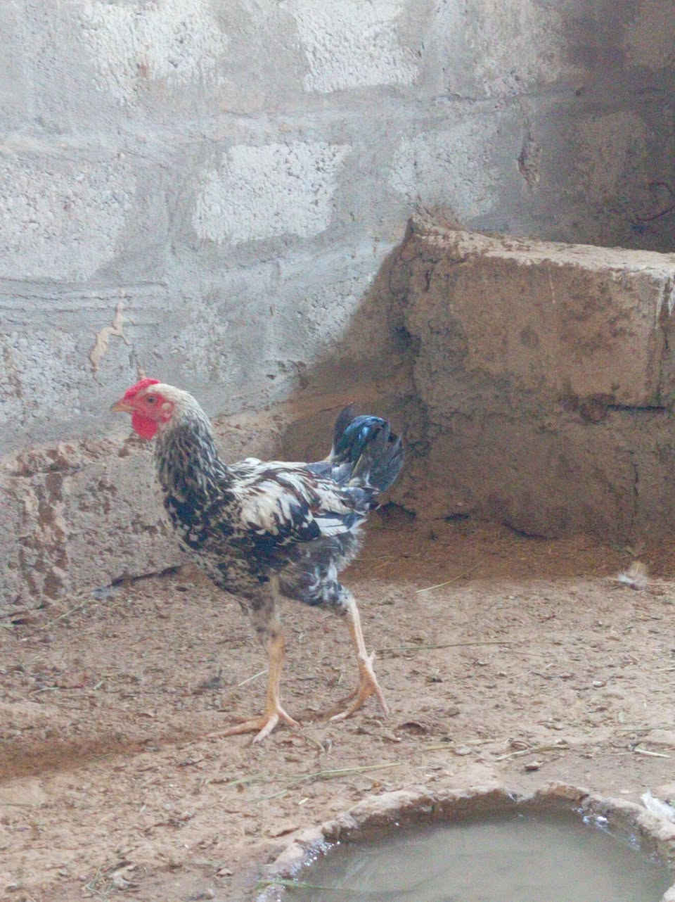 السلام عليكم

ديوكه عرب مالات السنه الجوز بي 25

و فروجتين. الجوز بي ٢٠

الاتصال ***********
***********
