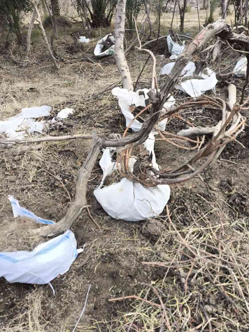 هروش عنب. المحاجير درجه اول
اسود واصفر
سعر الهرش 5 الاف 
رقم الهاتف ***********
