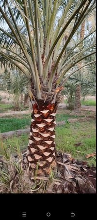 تكريب النخيل • نخيل • حدائق