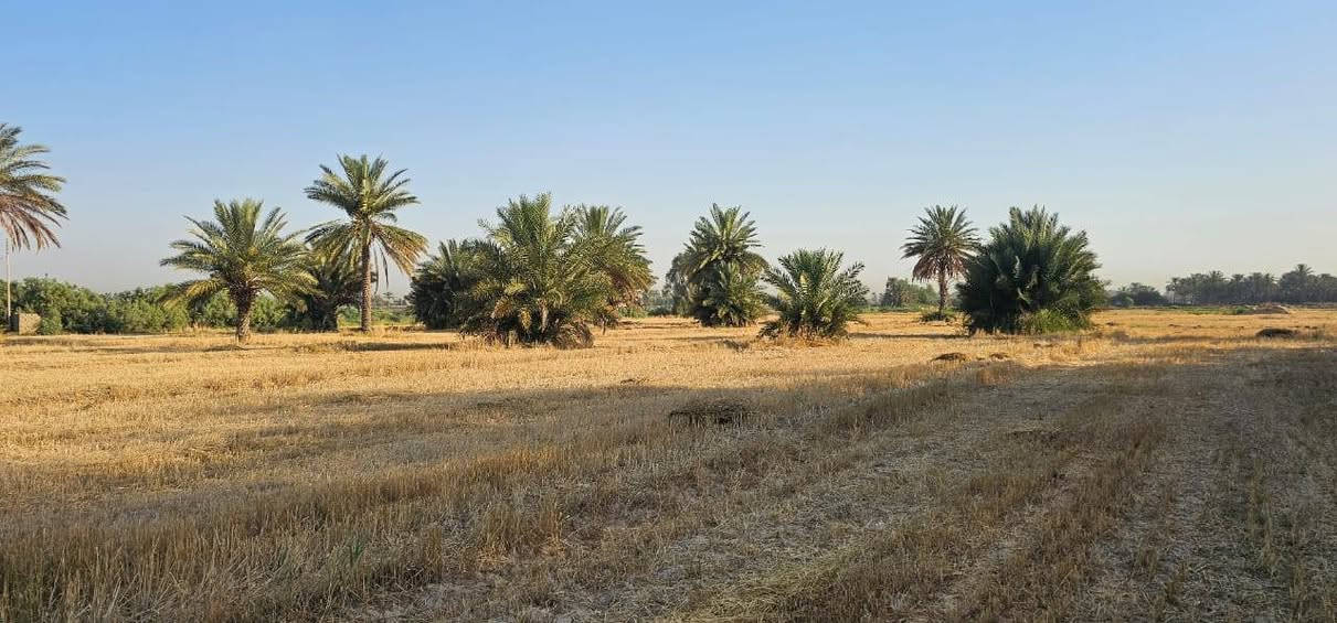 ارض زراعية للبيع على ديالى طابو تحويل باسم المشتري بالطابو مال بعقوبه المساحه ١٠دونم كل خمس دوانم بيها سند شرط التحويل بأسم المشتري بيها مجتملات اثنين يرادلهن ترميم وبيها محرك تصلح حقول دواجن تصلح بحيرات سمك تصلح بستان حسب رغبة المشتري العنوان من تطلع الصناعه مال بهرز تاخذ يمنه على العباره تطلع العصامله ومله عيد وتطلع الجعافره يم المراسمه لها طريق ثاني تطلع ابو خميس مقابل المعسكر قريه النقيب تاخذ يمنه ٢كم توصل السده تاخذ يسره تمشي كيلو تاخذ يمنه على ديالى ٢٠٠م  ولها طريق ثالث من يم حبش تاخذ يمنه تمشي ٣كيلو توصل قرية البياع تمشي كيلو تاخذ يسره ٢م  وباقي التفاصيل الشراي يتصل ويدلل *********** بي واتساب *********** ملاحضة الأرض تباع بالكامل بدون تقطيع وتحياتي للجميع
